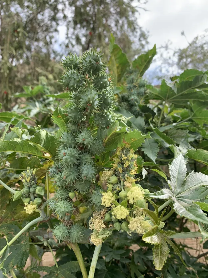 Ricinus communis