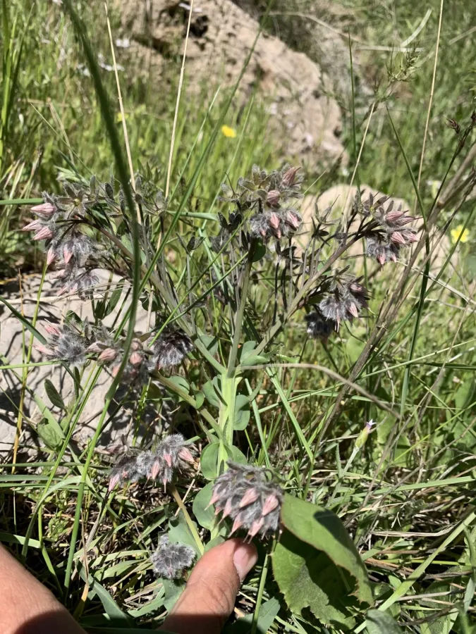 Rindera lanata