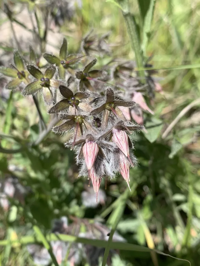 Rindera lanata