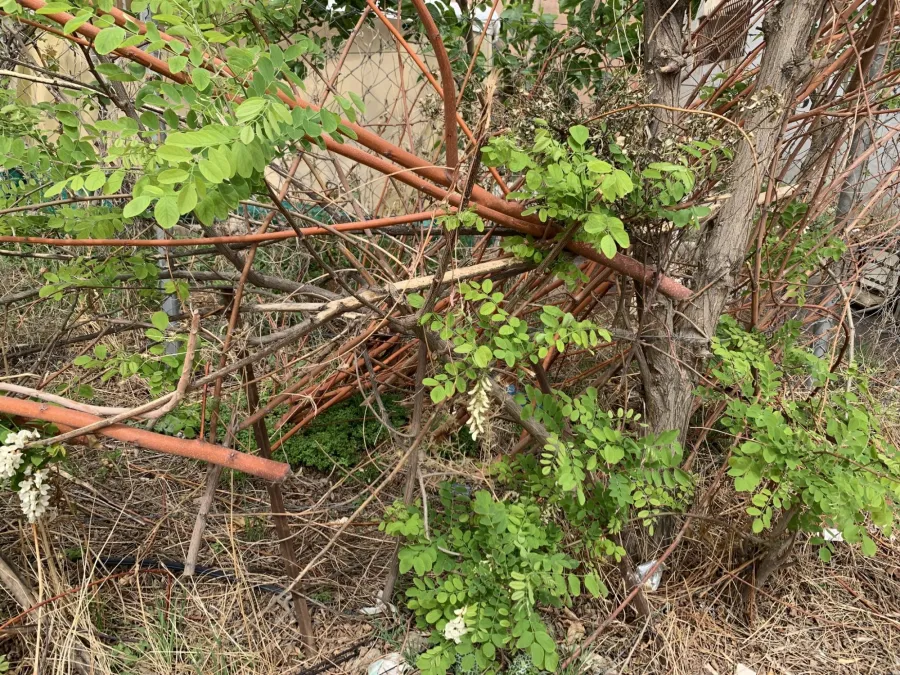Robinia pseudoacacia