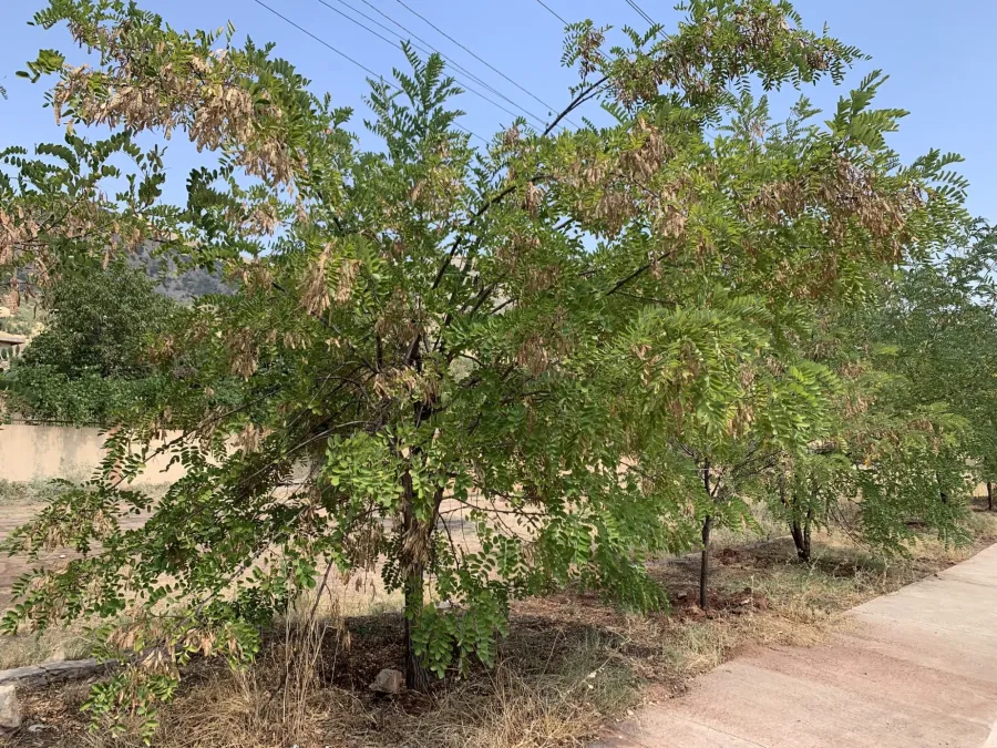 Robinia pseudoacacia