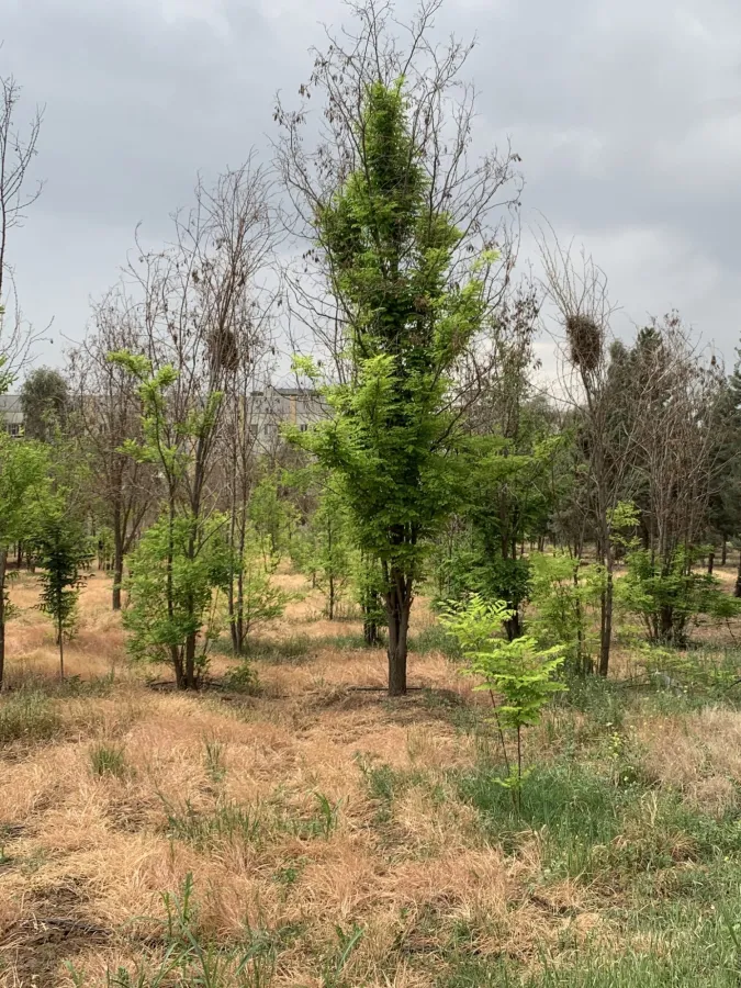 Robinia pseudoacacia