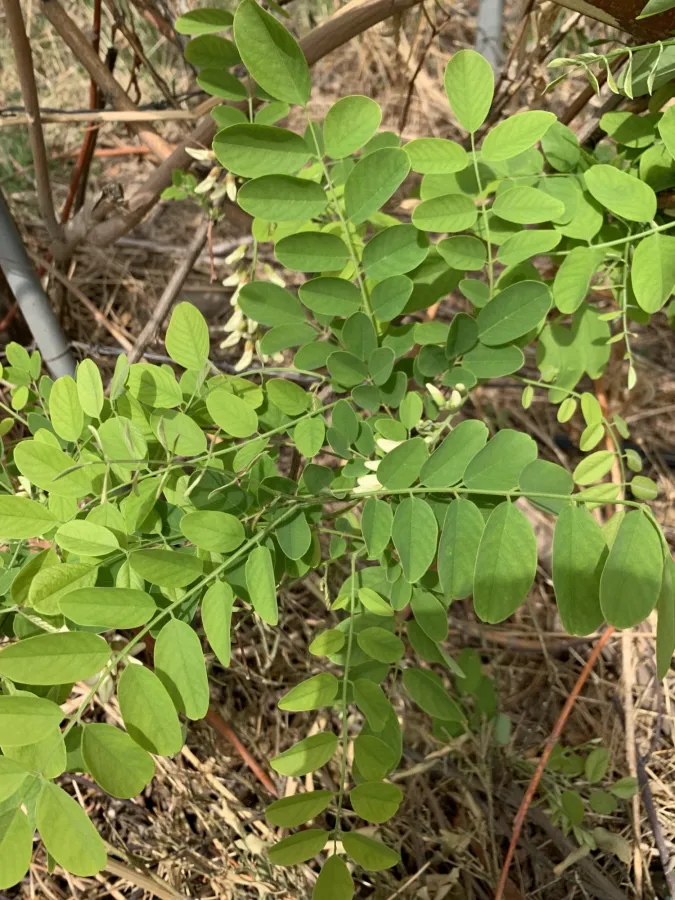 Robinia pseudoacacia