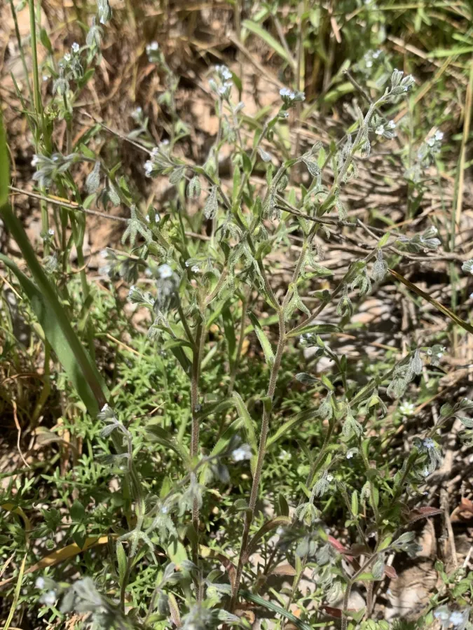 Rochelia disperma