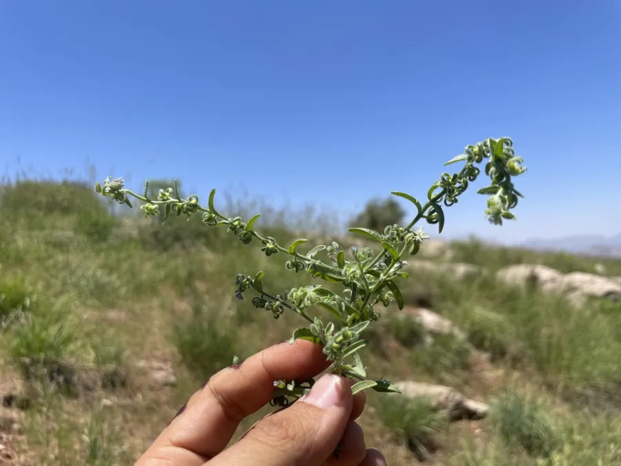 Rochelia disperma