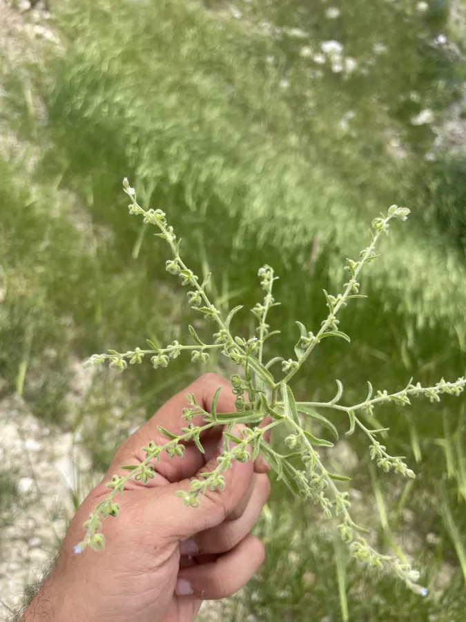Rochelia disperma