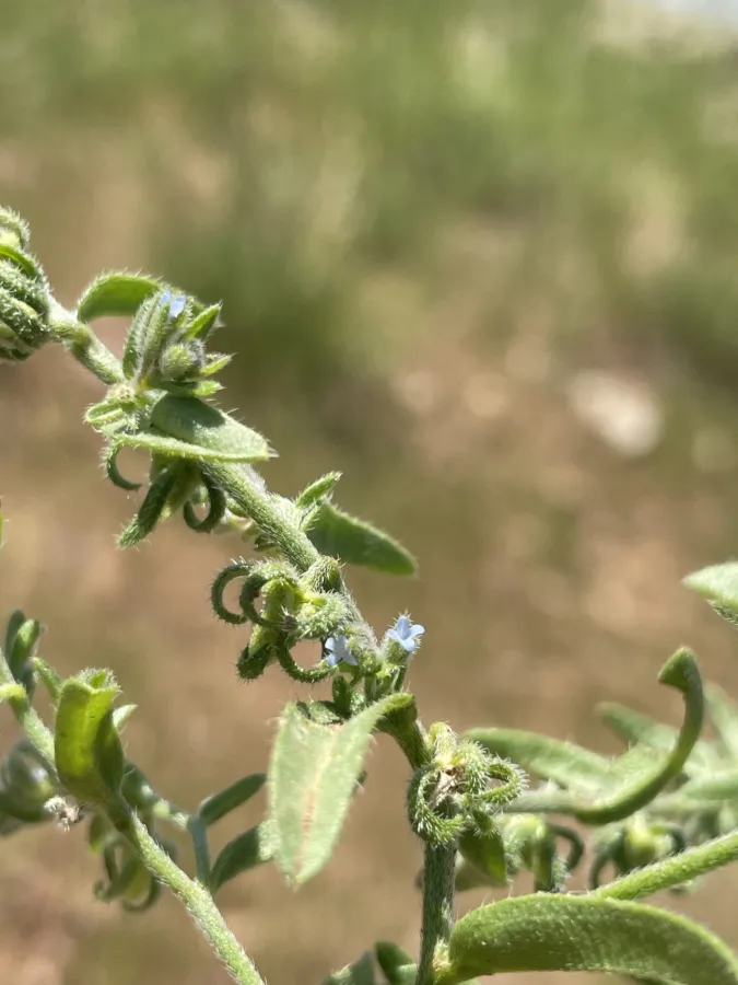Rochelia disperma