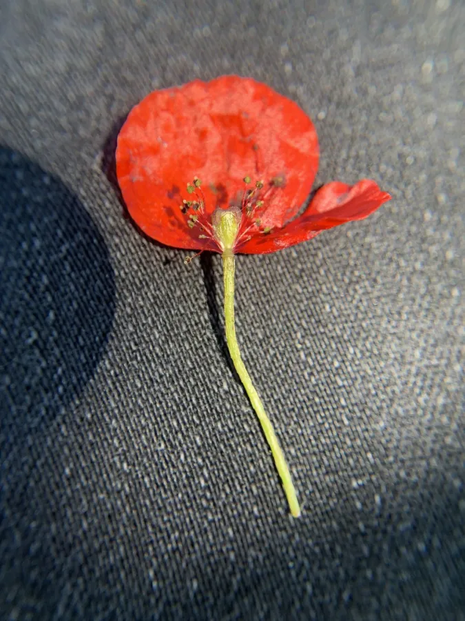 Roemeria minor