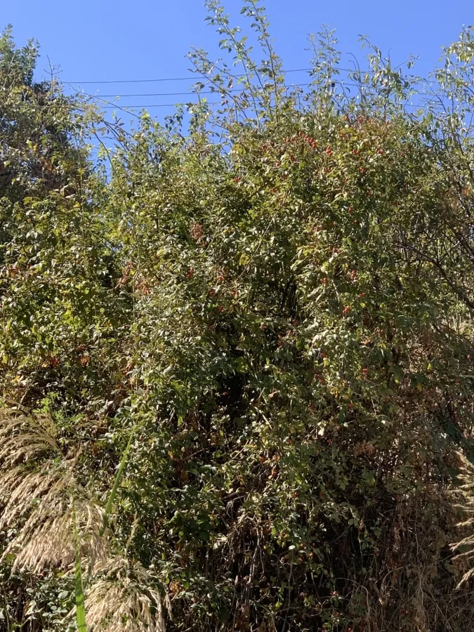 Rosa canina