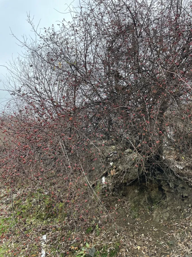 Rosa canina