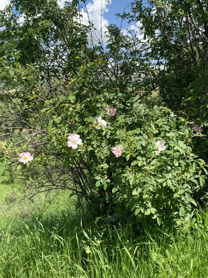 Rosa canina