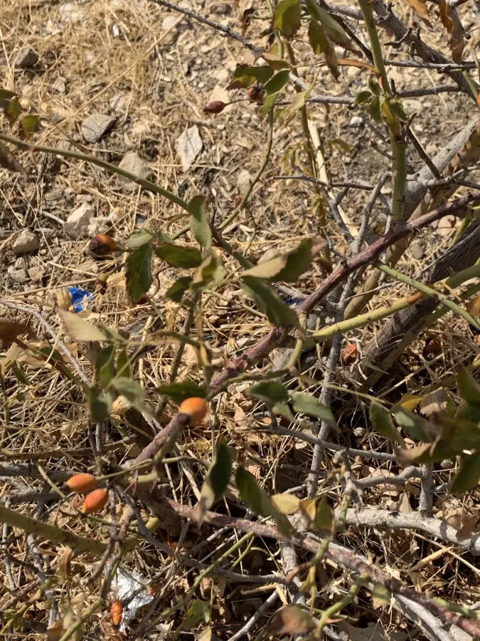 Rosa corymbifera