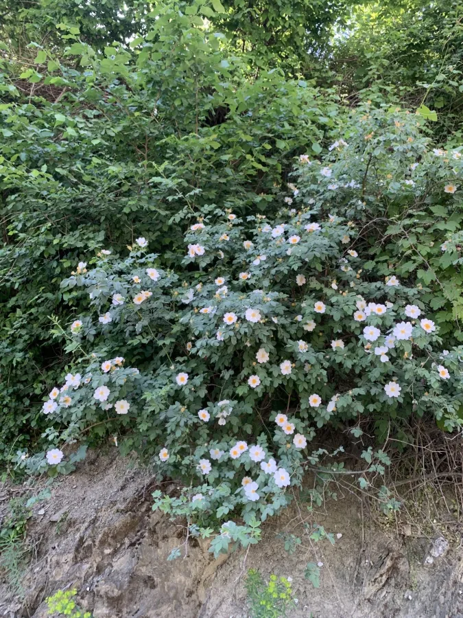 Rosa corymbifera