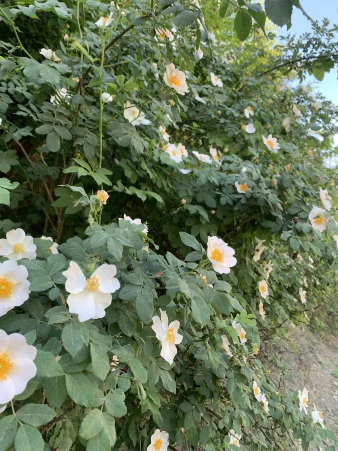 Rosa corymbifera