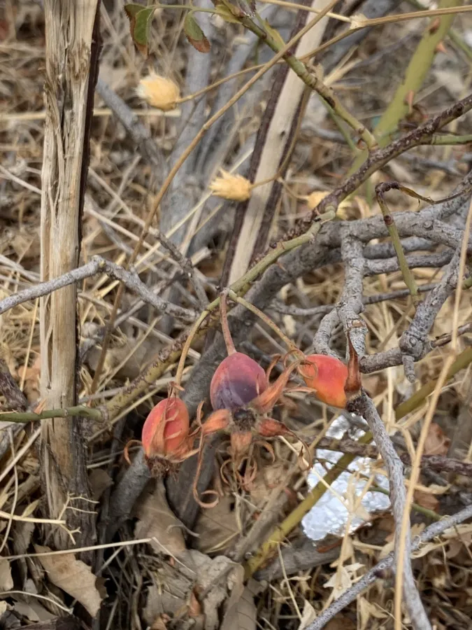 Rosa corymbifera