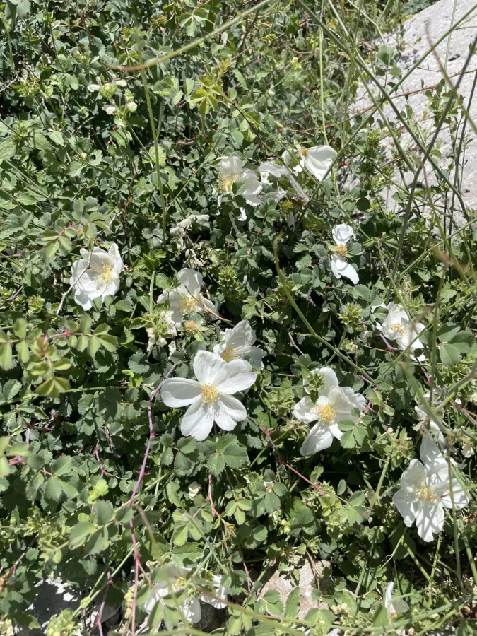 Rosa elymaitica