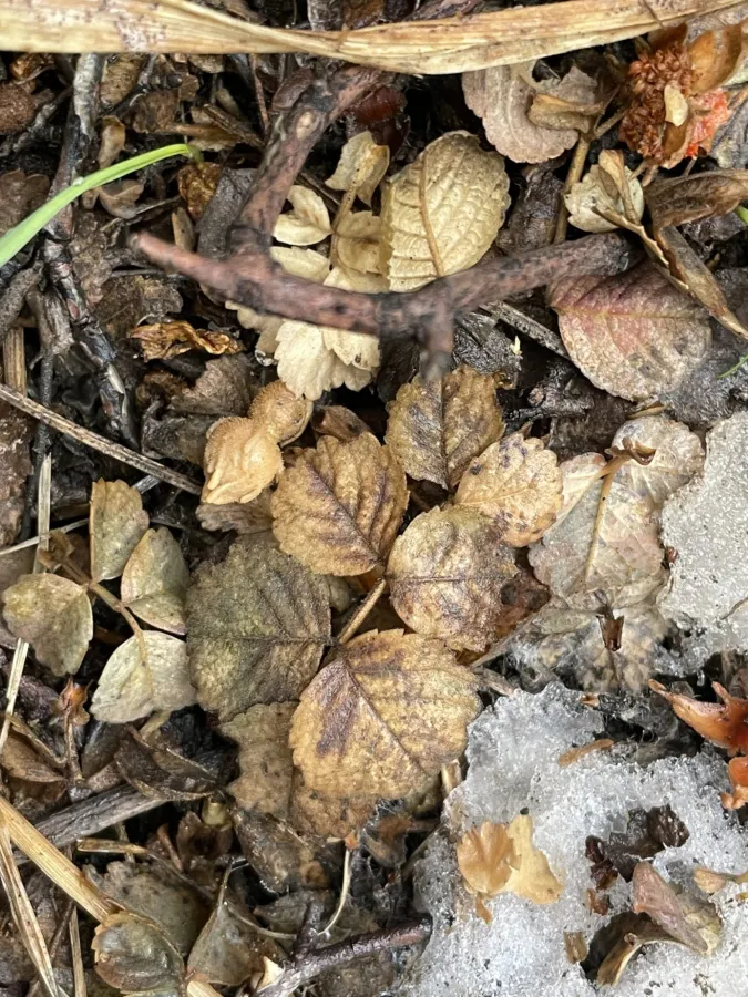 Rosa elymaitica