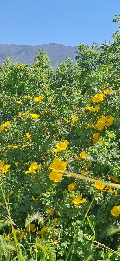 Rosa foetida