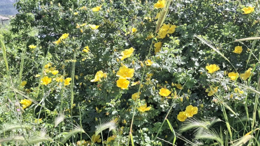 Rosa foetida