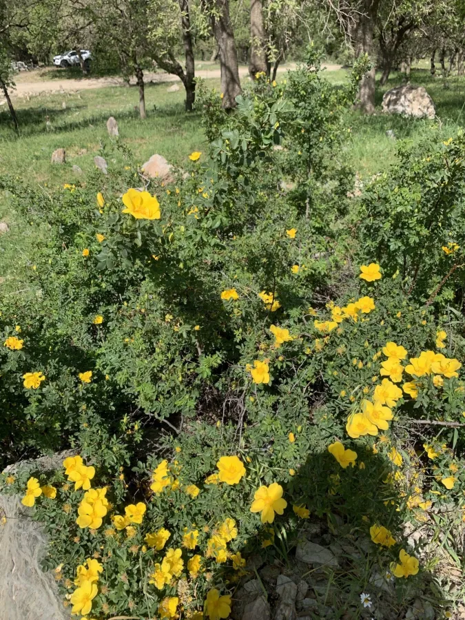 Rosa foetida