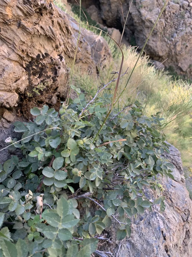 Rosa orientalis