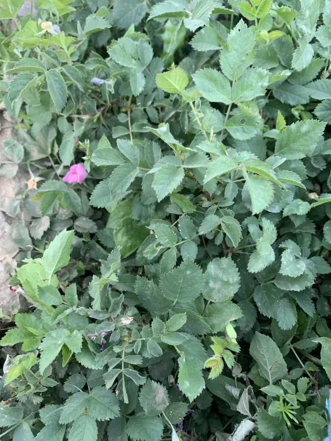 Rosa orientalis