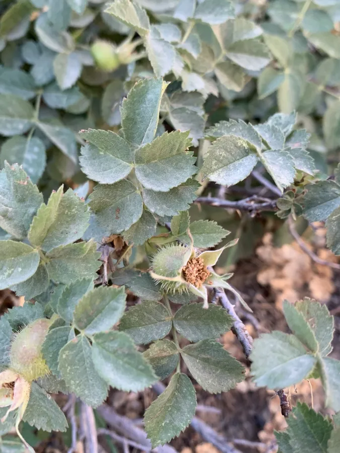 Rosa orientalis
