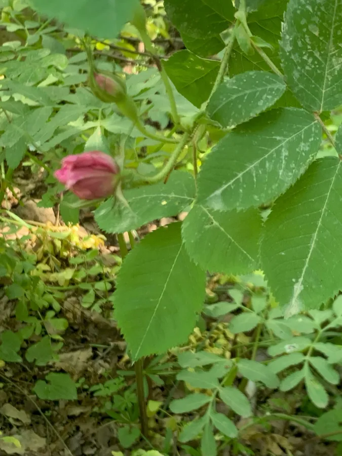 Rosa x