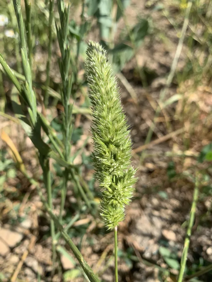 Rostraria cristata