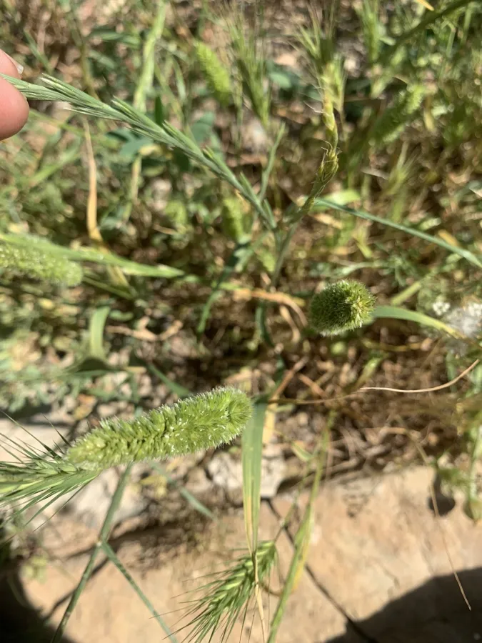 Rostraria cristata