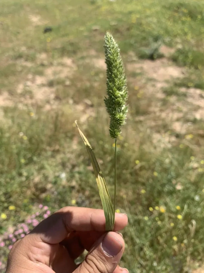 Rostraria cristata