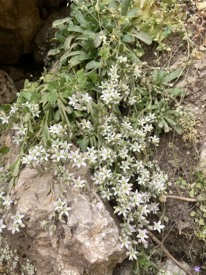 Rosularia sempervivum