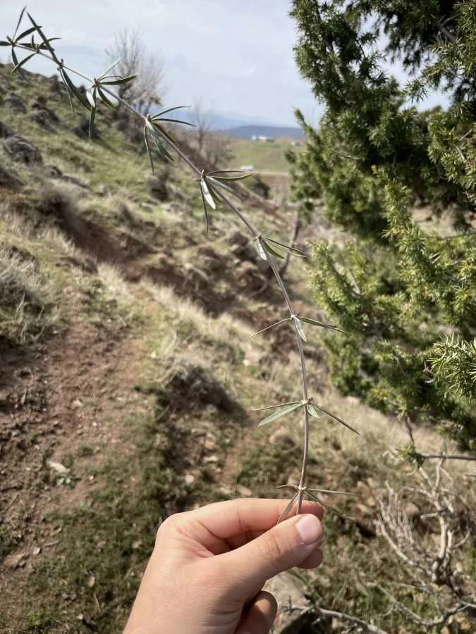 Rubia tenuifolia