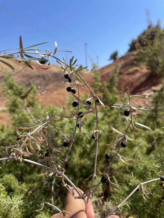 Rubia tenuifolia