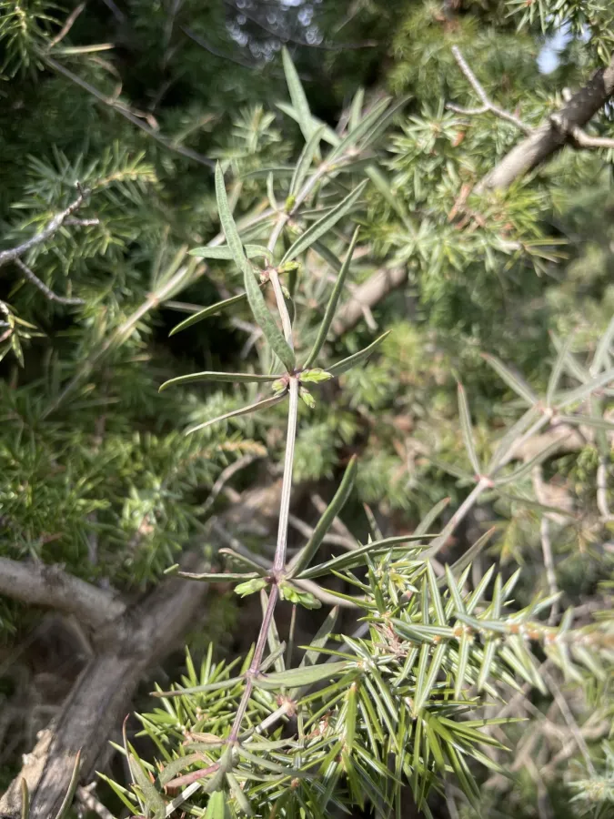 Rubia tenuifolia
