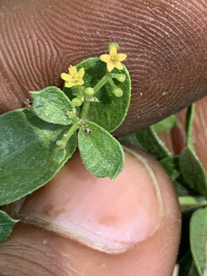 Rubia tinctorum