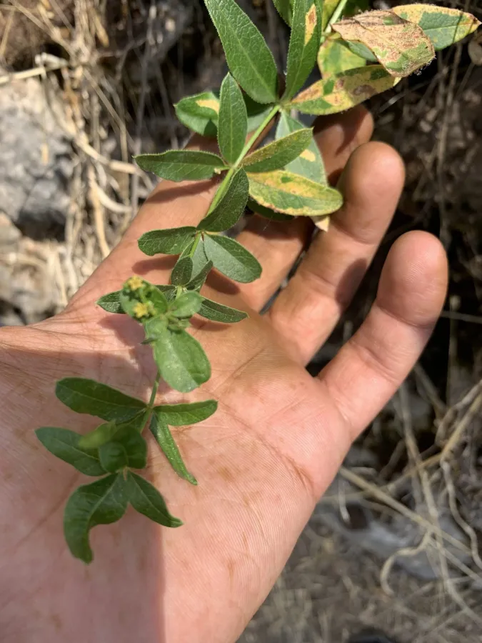 Rubia tinctorum