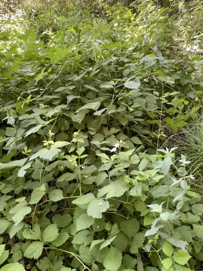 Rubus caesius