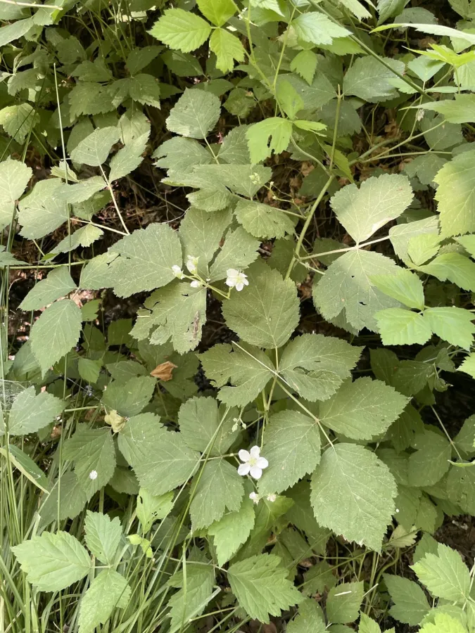 Rubus caesius