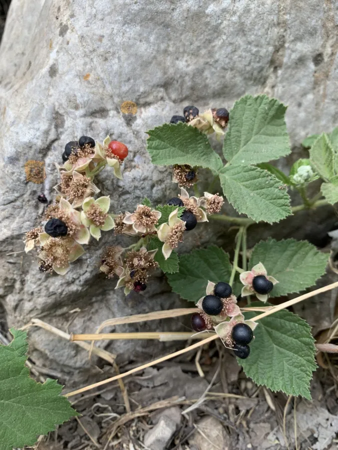 Rubus caesius