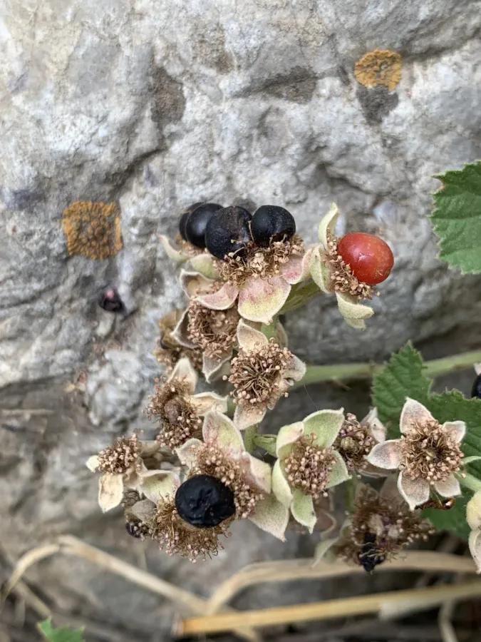Rubus caesius