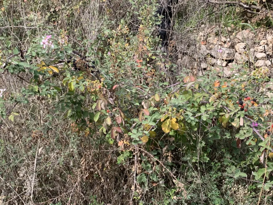 Rubus creticus