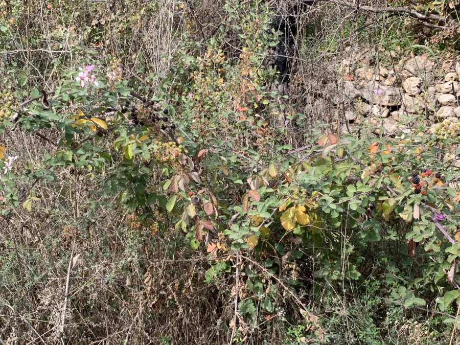 Rubus creticus