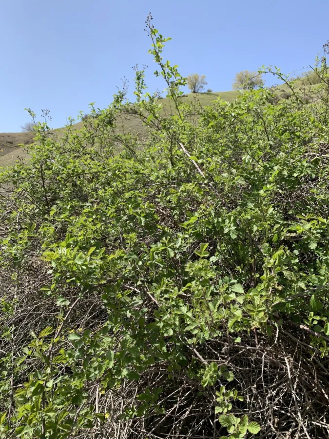 Rubus creticus