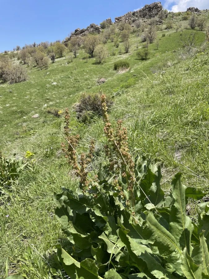 Rumex angustifolius