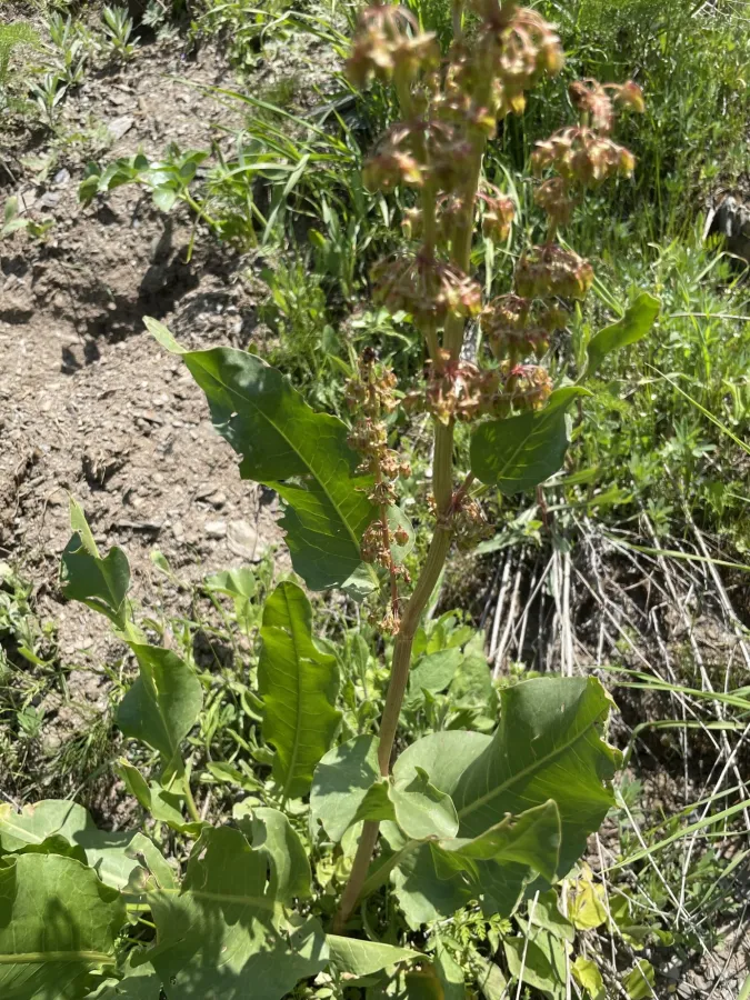 Rumex angustifolius