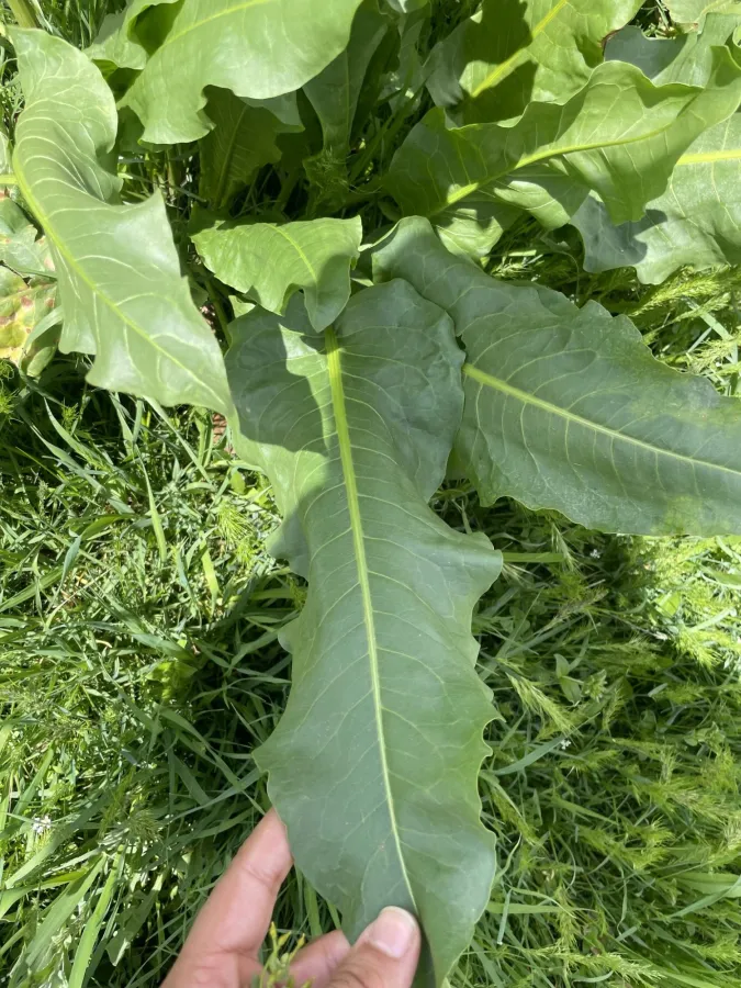 Rumex angustifolius