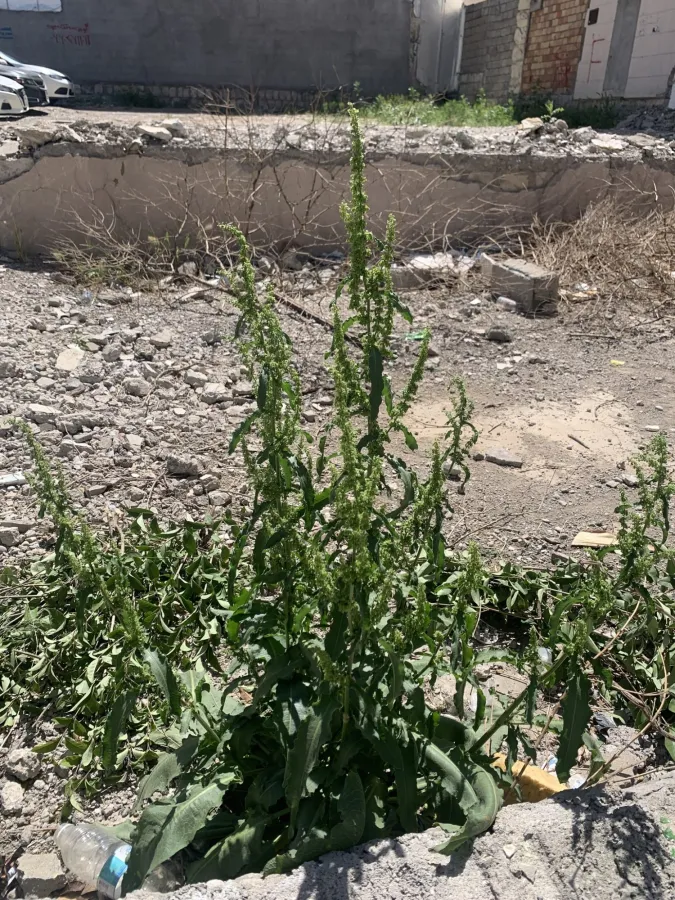 Rumex conglomeratus