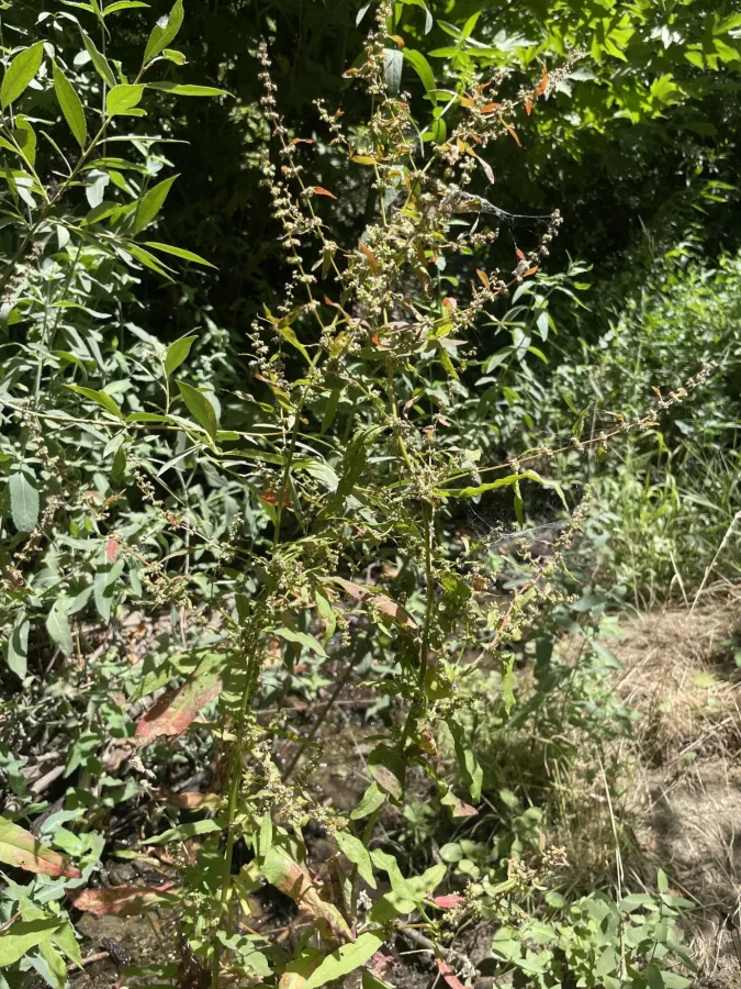 Rumex conglomeratus
