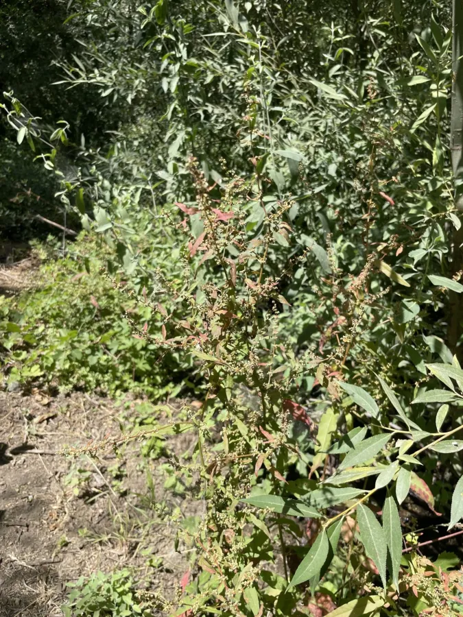 Rumex conglomeratus